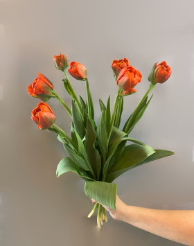 7 оранжевых пионовидных тюльпанов